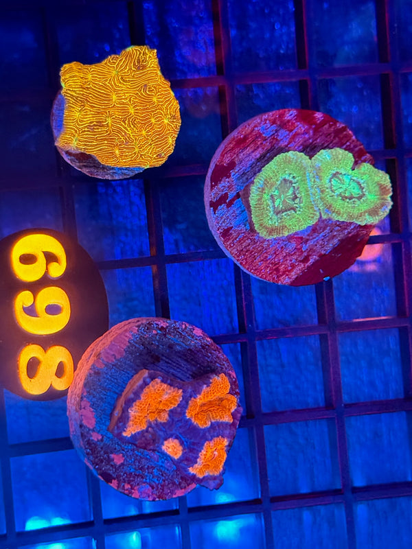 Episode 540 Live Sale Orange Tag #698 FRAG PACK