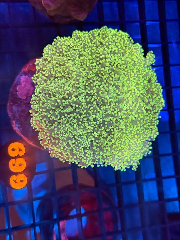 Episode 540 Live Sale Orange Tag #699 BRANCHING OCTOSPAWN COLONY