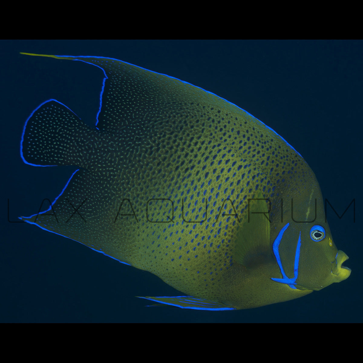 Koran Angelfish