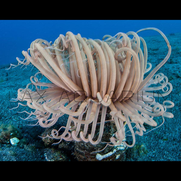 Long Tentacle Anemone
