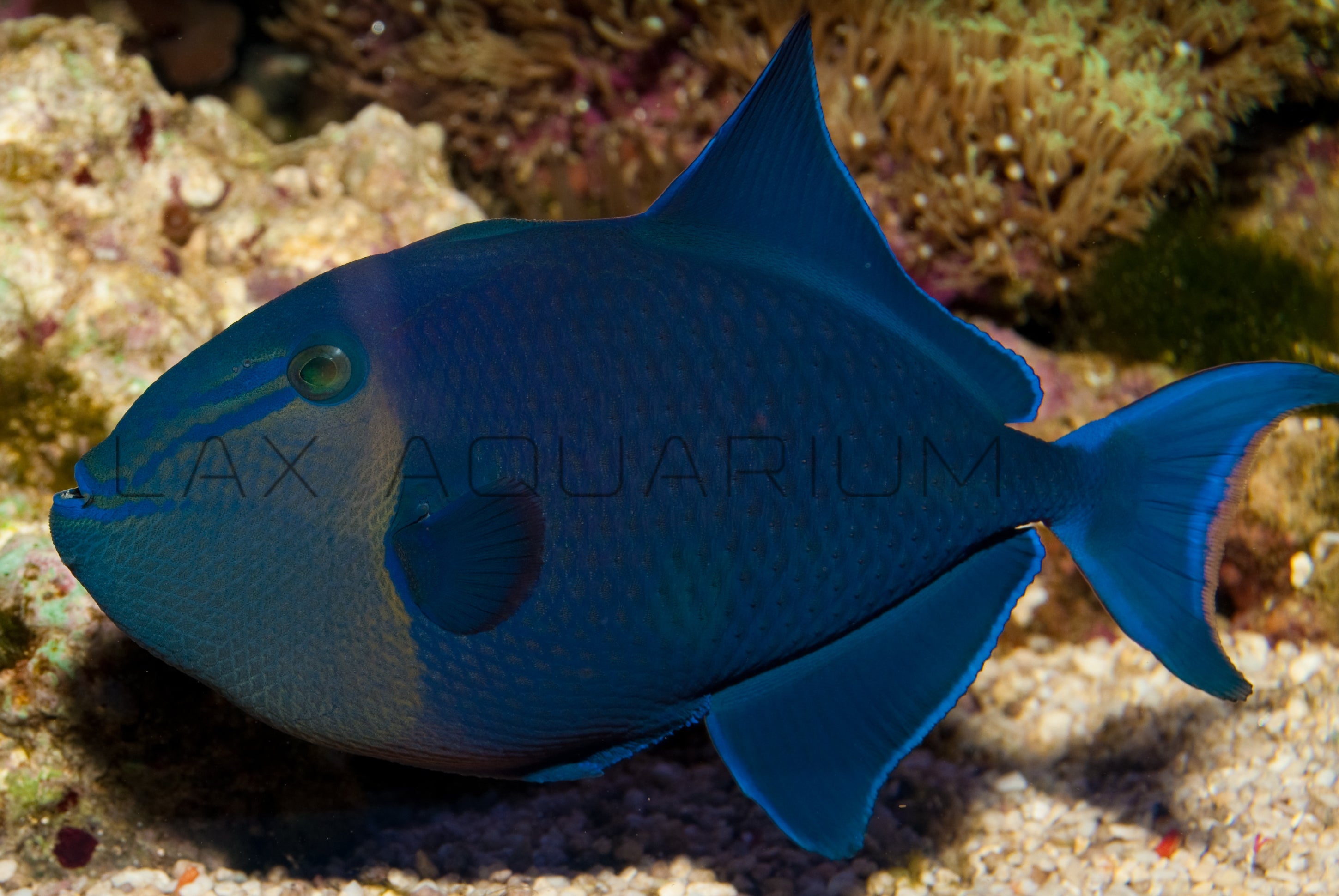 Detail photo for Niger Trigger