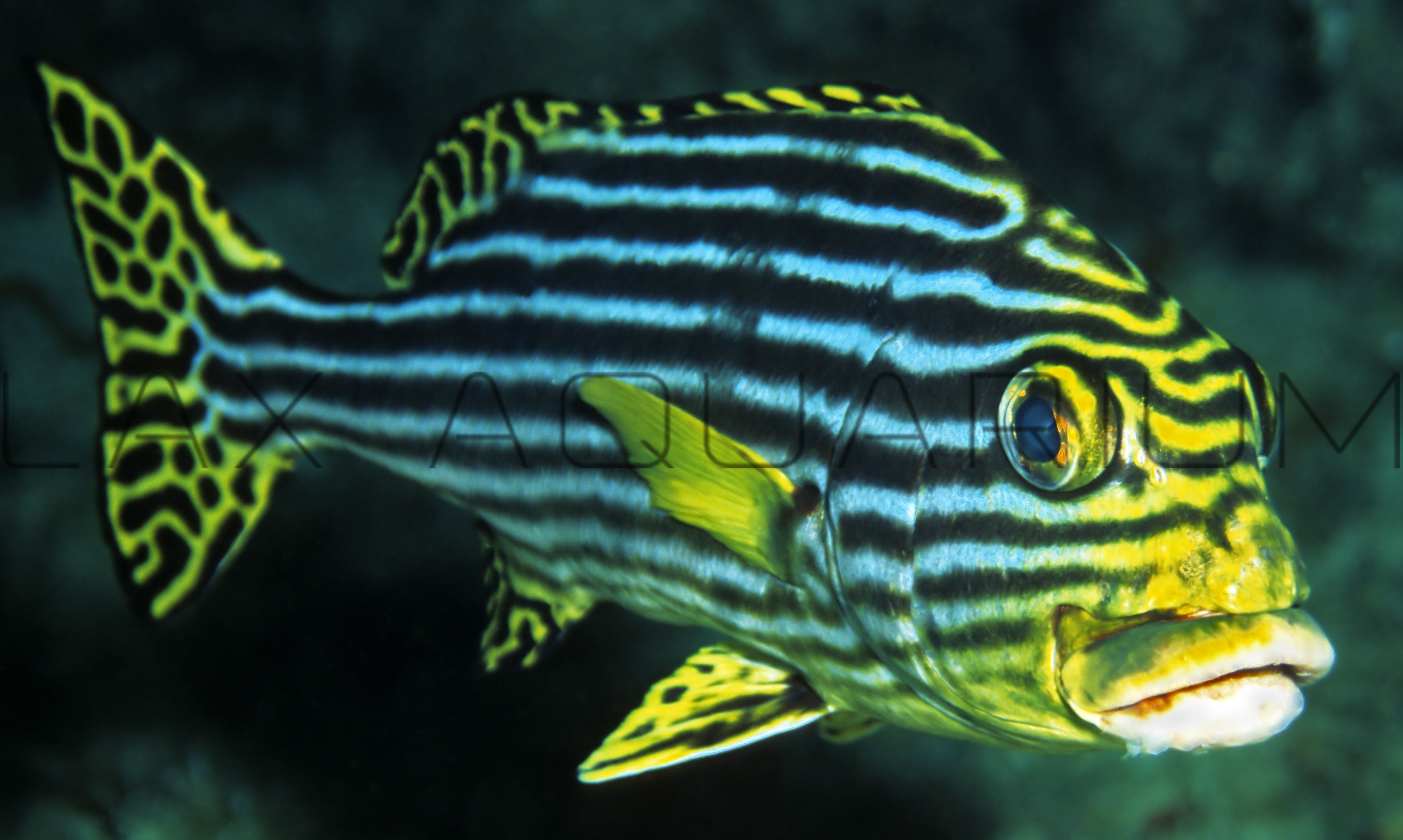 Detail photo for Oriental Sweetlips