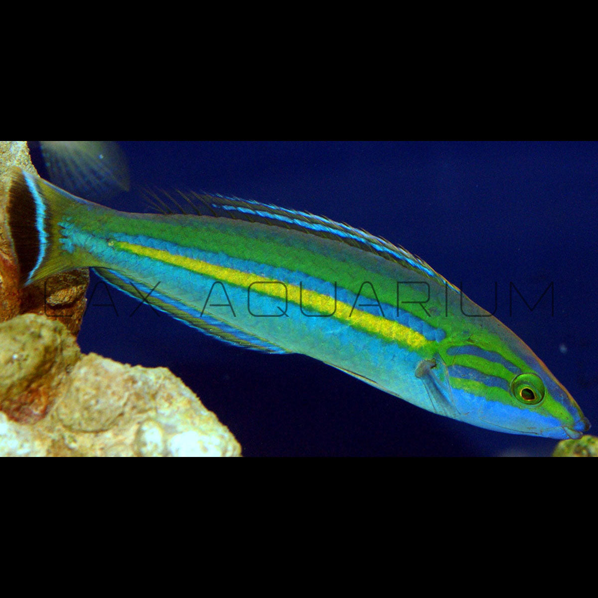 Pencil Wrasse