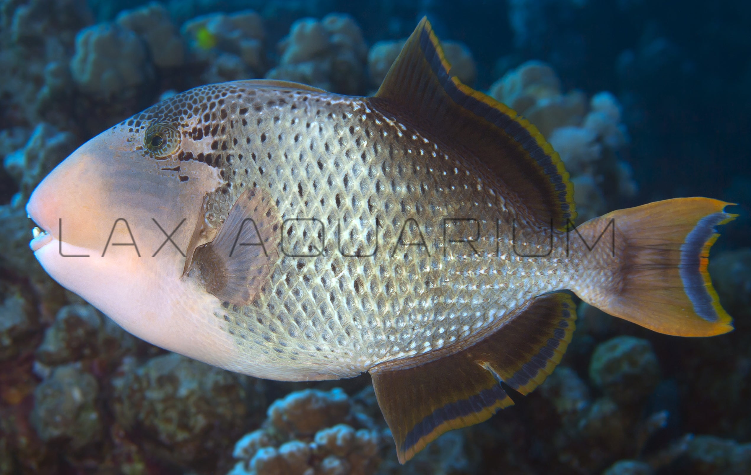 Detail photo for Pineapple Trigger