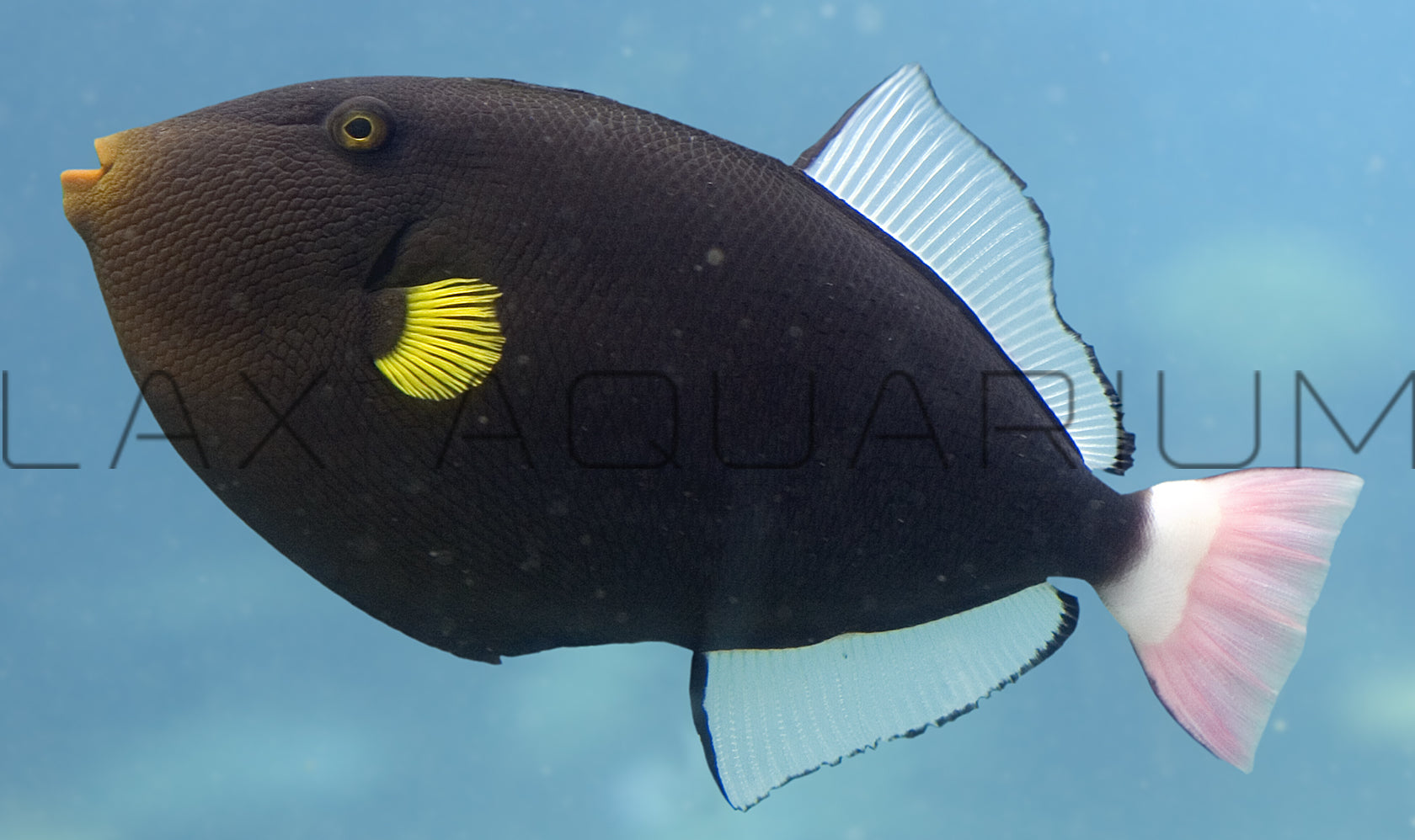 Detail photo for Pink Tail Trigger