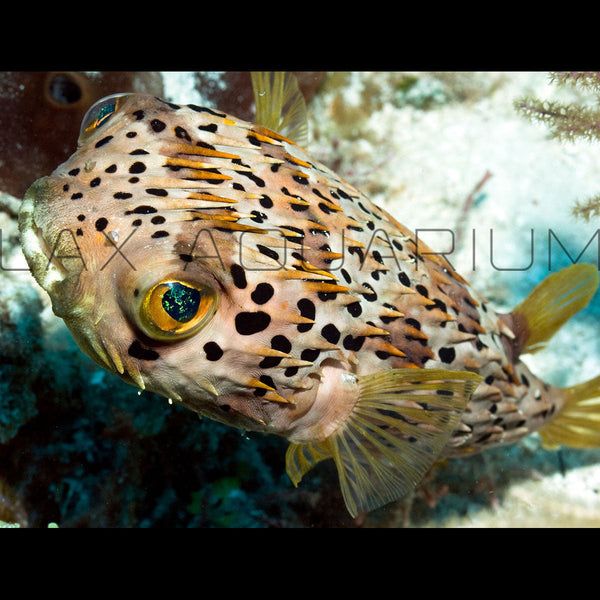 Porcupine Puffer