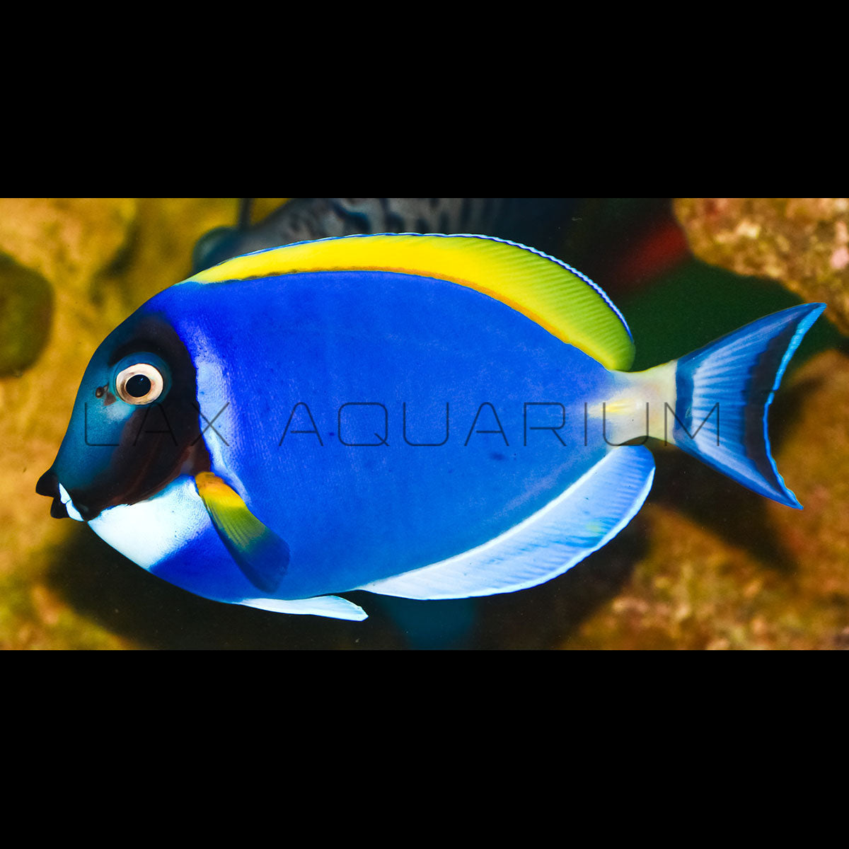 Powder Blue Tang