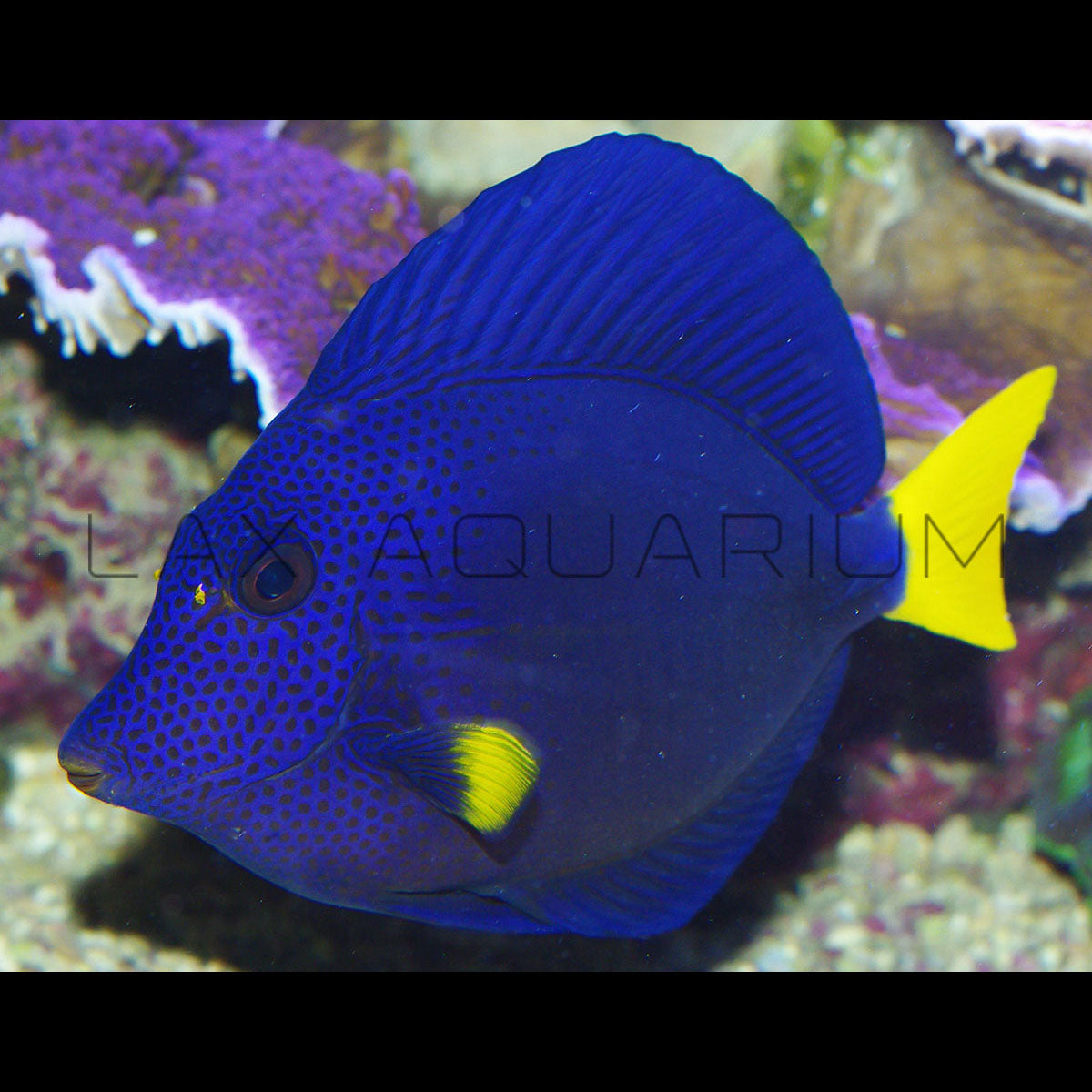 Purple Tang