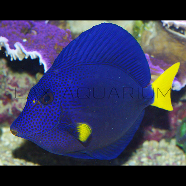 Purple Tang