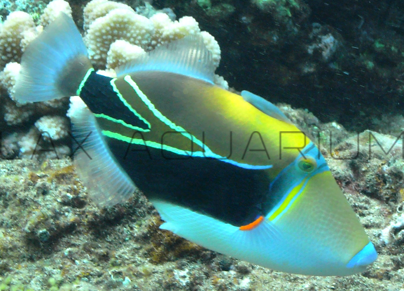 Rectangular Trigger Fish The best Rectangle Trigger for sale – LAXAquarium.com