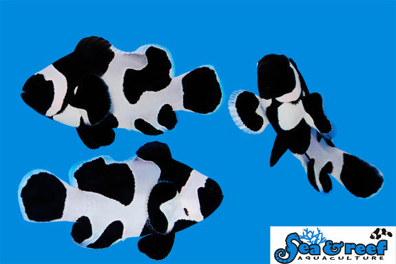 Detail photo for Black Storm Clownfish