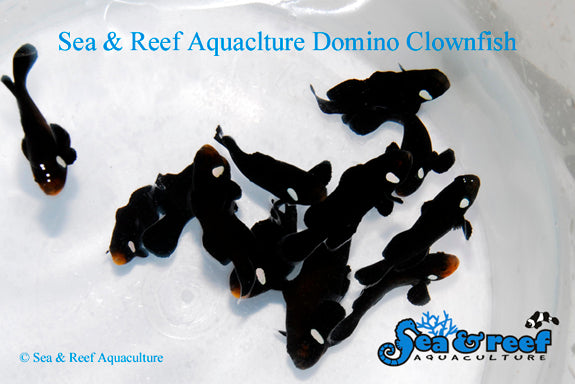 Detail photo for Domino Clownfish