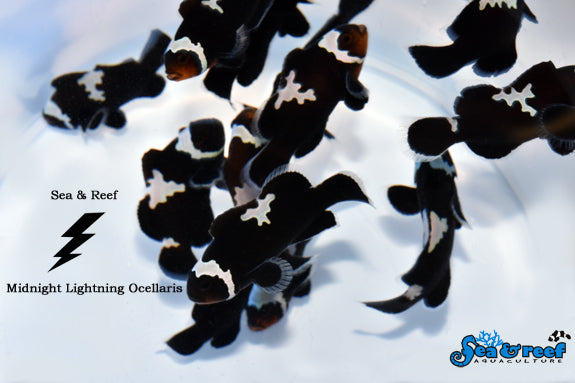 Detail photo for Midnight Lightning Clownfish