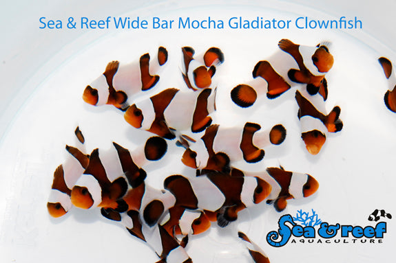 Detail photo for Wide Bar Mocha Gladiator Clownfish