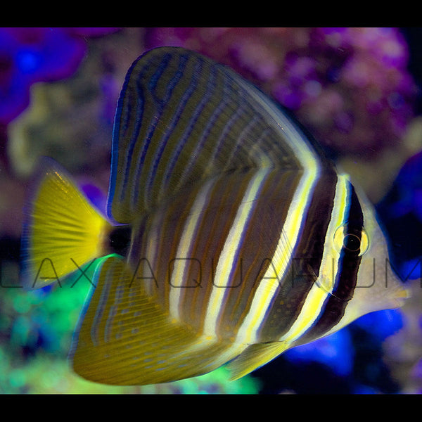 Sailfin Tang