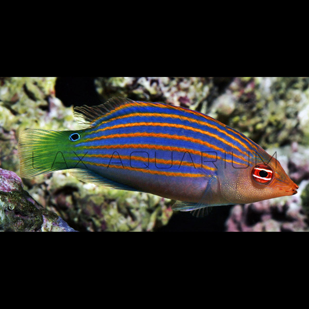 Six Line Wrasse
