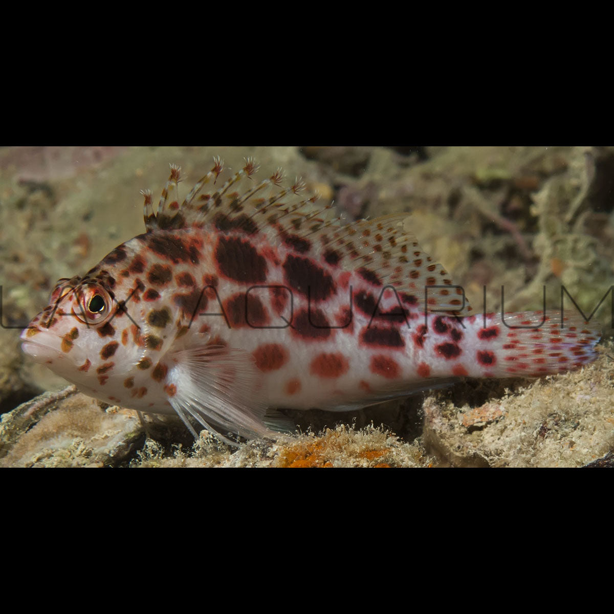 Spotted Hawkfish