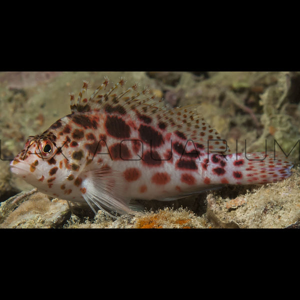 Spotted Hawkfish
