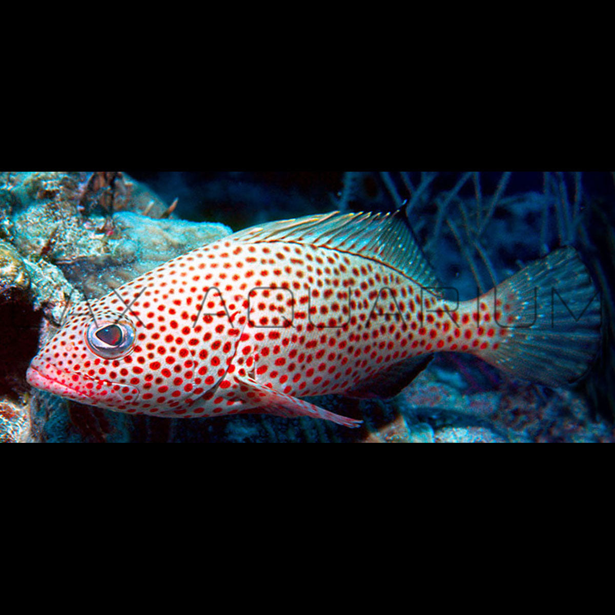 Strawberry Grouper