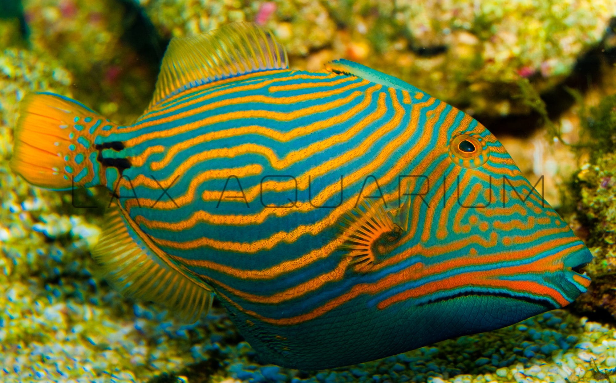 The best Undulate Trigger for sale – LAXAquarium.com