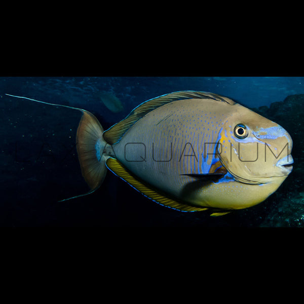 Vlamingii Tang - Adult