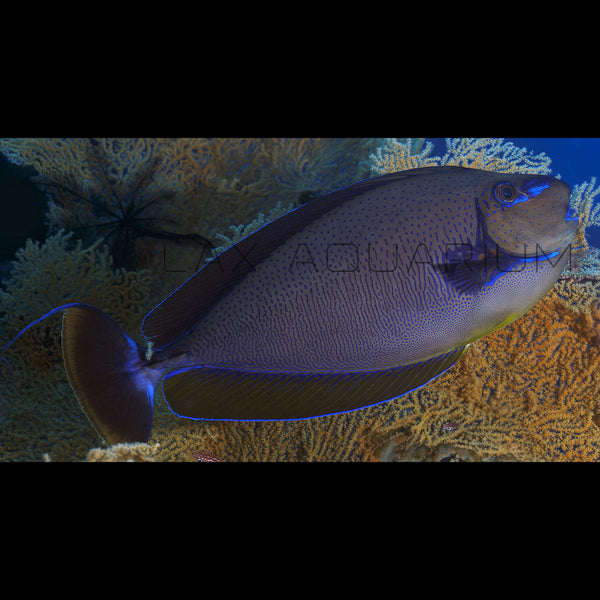 Vlamingii Tang Juvenile