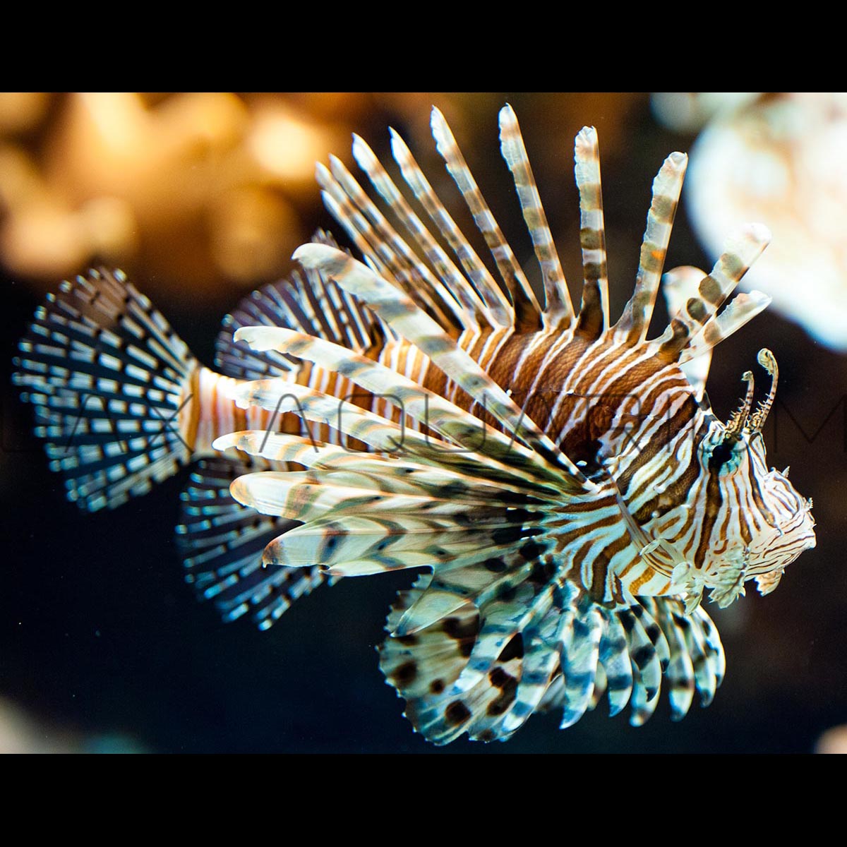 Volitan Lionfish