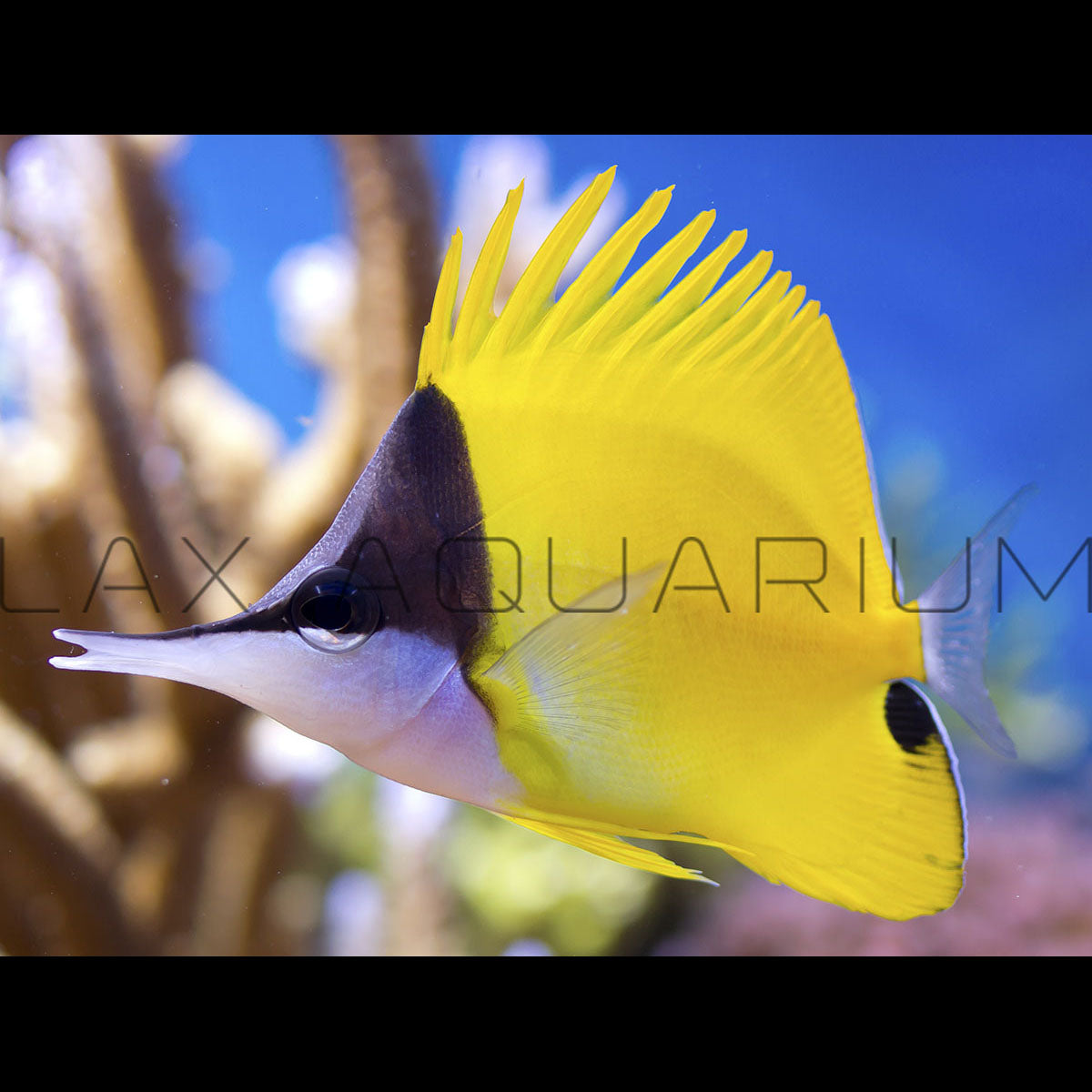 Yellow Longnose Butterfly Fish