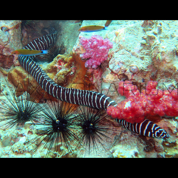 Zebra Moray Eel