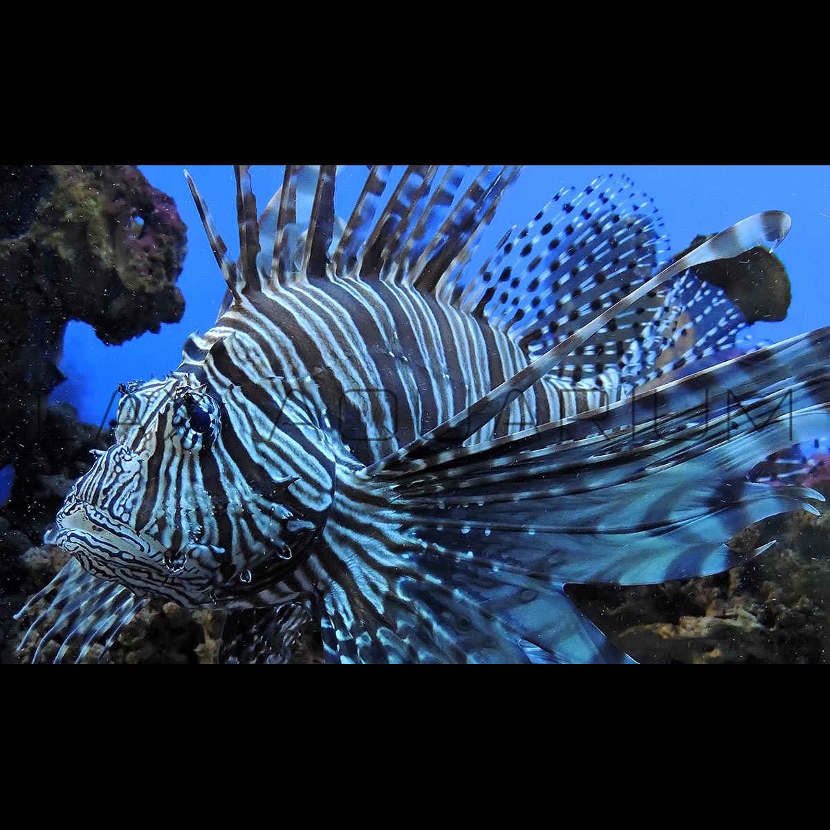 Zebra Lionfish