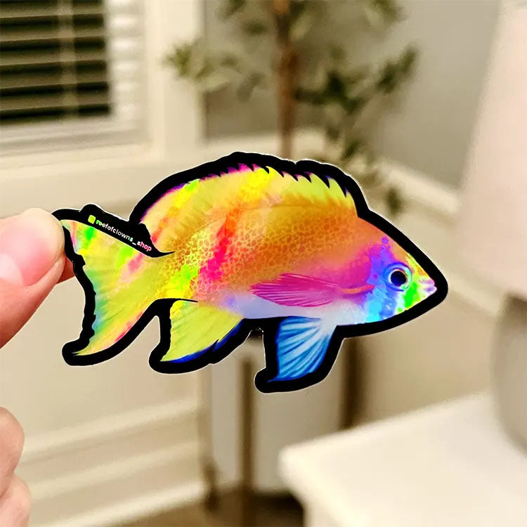 Bimaculatus Anthias Holographic