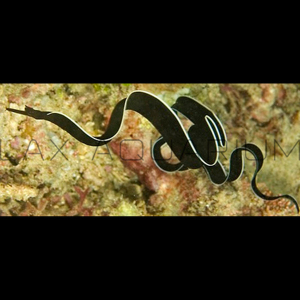 Black Yellow Ribbon Eel