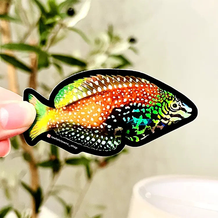 Blue Star Leopard Wrasse Holographic