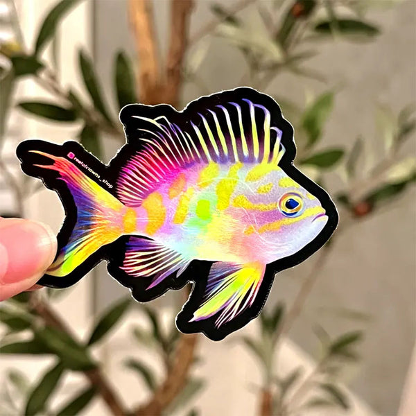 Borbonius Anthias AKA Blotchy Holographic