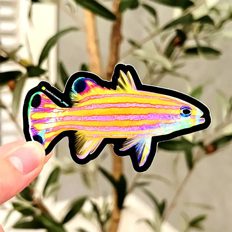 Candy Basslet Holographic