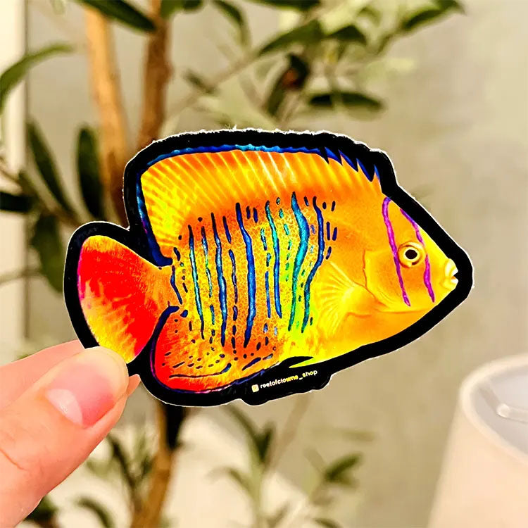 Fun Clarion Angelfish Holographic sticker! Show your aquarium love with ...