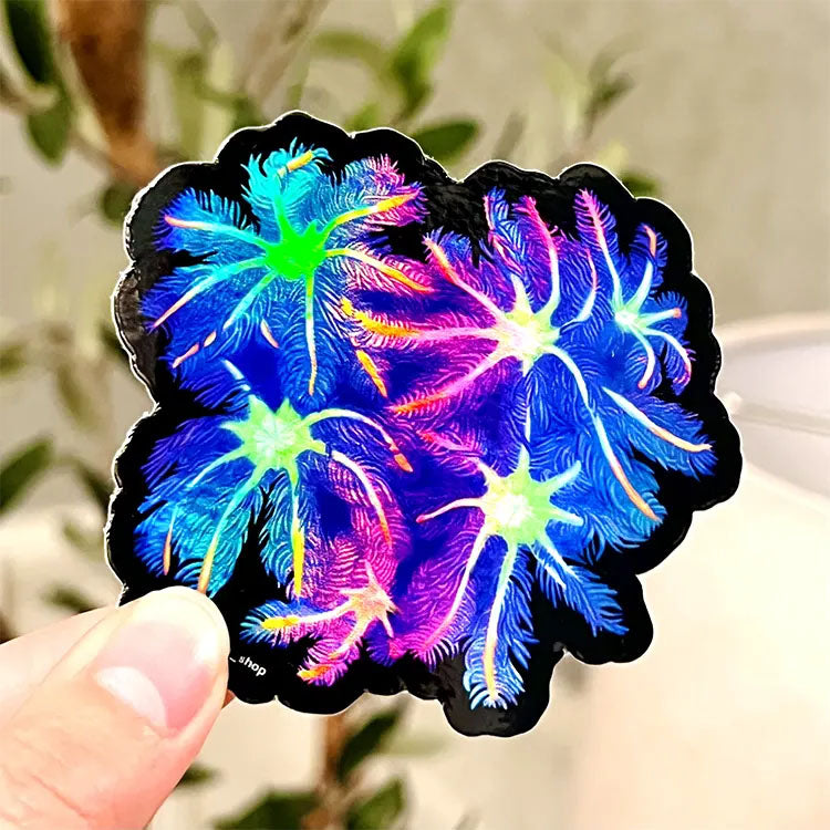 Cloves Coral Holographic