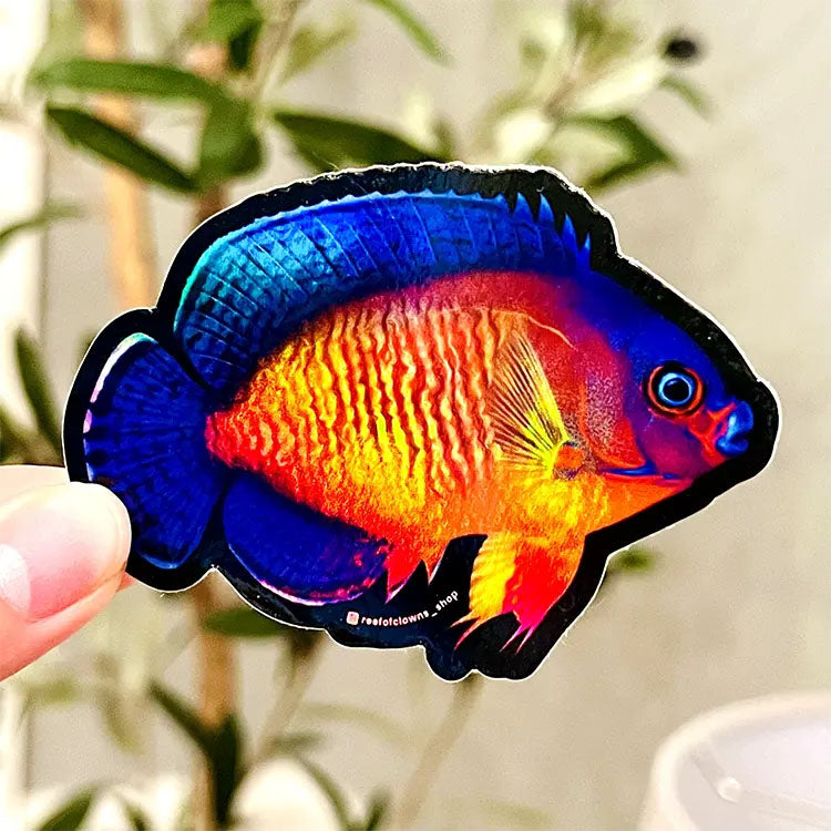 Coral Beauty Angelfish Holographic