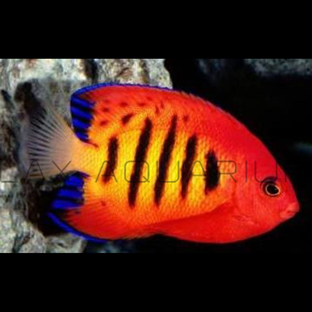 Flame Angelfish