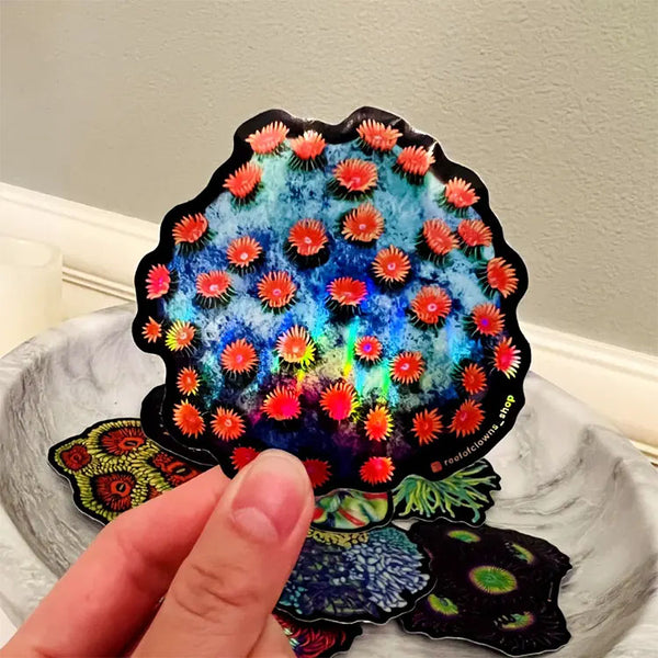 Meteor Shower Cyphastrea Sticker