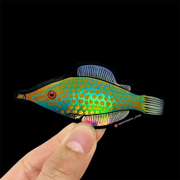 Orange Spotted Filefish A K A Harlequin Holographic