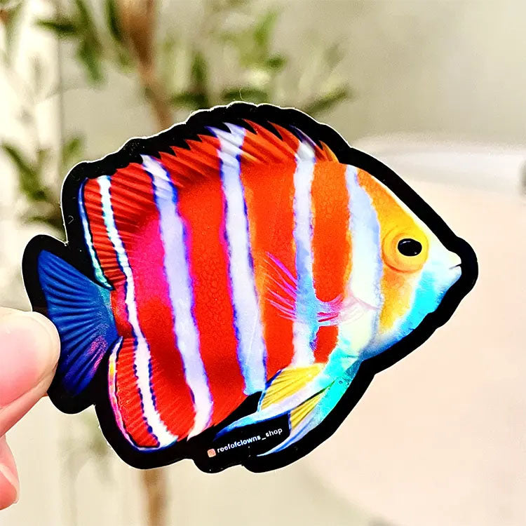 Fun Peppermint Angelfish Holographic sticker! Show your aquarium love ...
