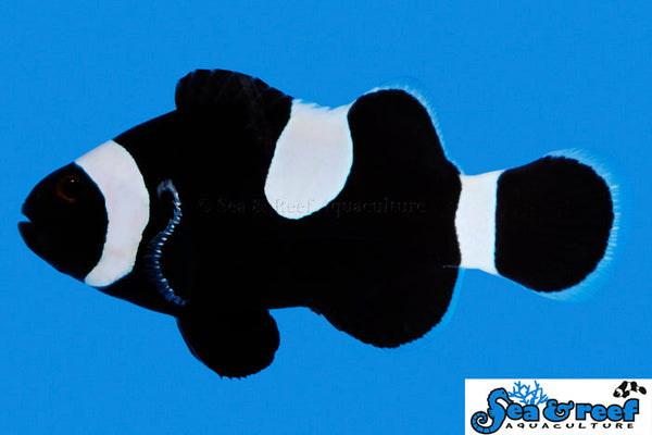 Detail photo for Darwin Misbar Clownfish