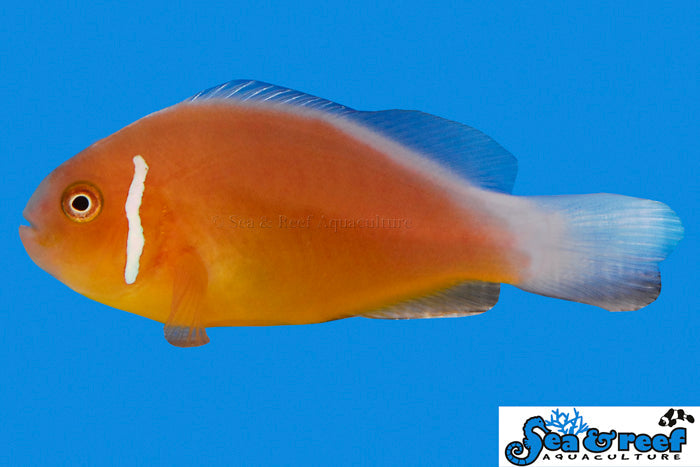 Detail photo for Fiji Pink Skunk Clownfish
