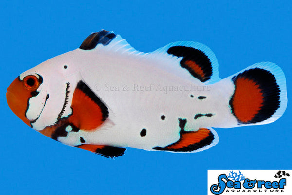 Detail photo for Frostbite Clownfish