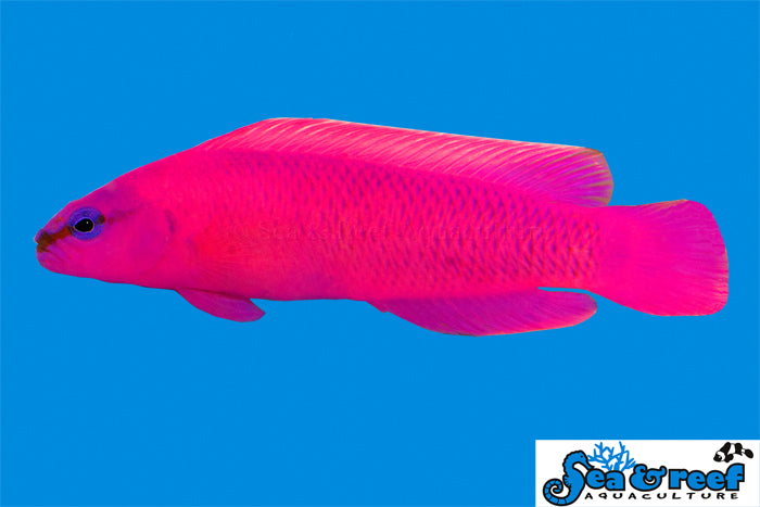 Detail photo for Orchid Dottybacks