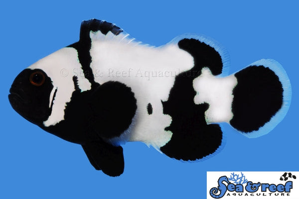 Detail photo for Phantom Clownfish