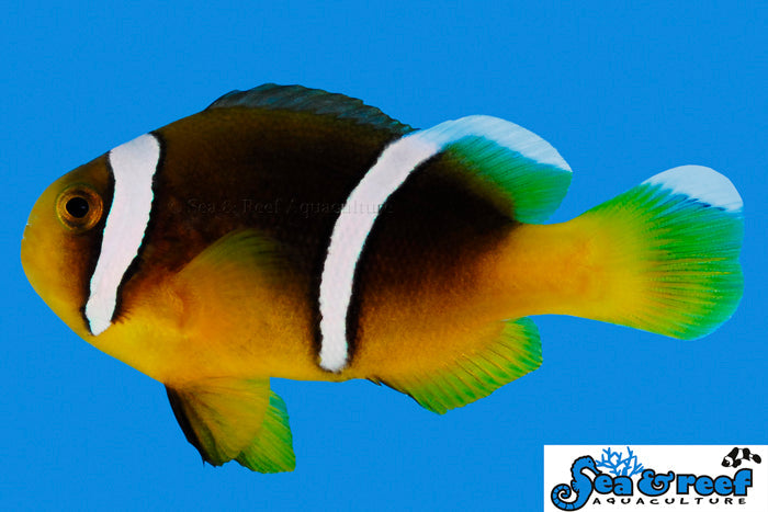 The best Sebae Clownfish for sale – LAXAquarium.com