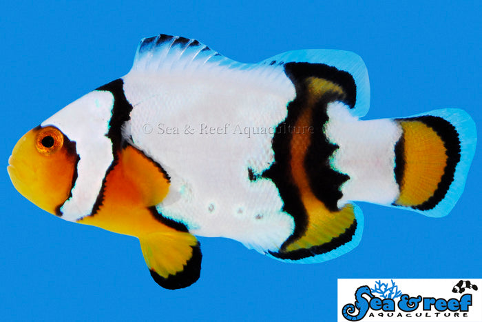 Detail photo for Snow Onyx Clownfish