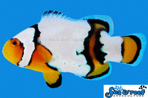Detail photo for Snow Onyx Clownfish